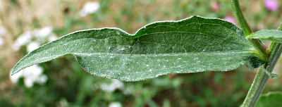 Centaurea nemoralis, lesser knapweed, leaf