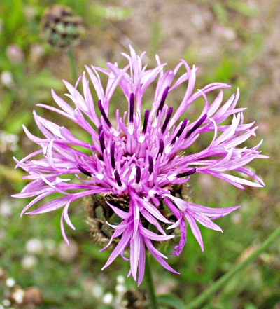 Centaurea scabiosa, greater knapweed, flower
