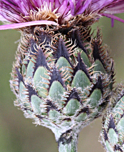 Centaurea scabiosa, greater knapweed, involucre