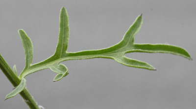 Centaurea scabiosa, greater knapweed, leaf