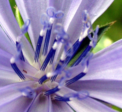 Cichorium intybus, Wegwarte, Staubblätter