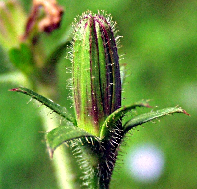 Cichorium intybus, wild chicory, bud