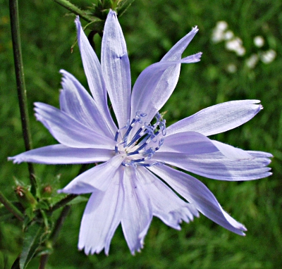 Cichorium intybus, wild chicory, flower