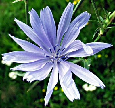 Cichorium intybus, wild chicory, flower