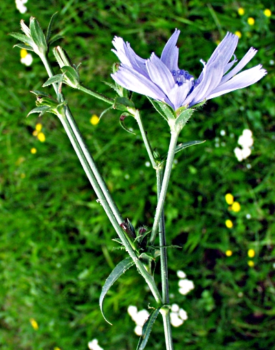Cichorium intybus, wild chicory