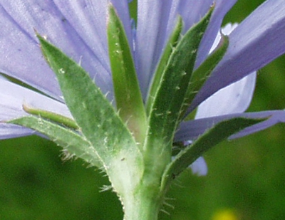 Cichorium intybus, wild chicory, involucre