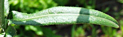 Cichorium intybus, wild chicory, leaf
