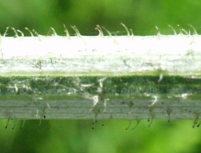 Cichorium intybus, wild chicory, stem