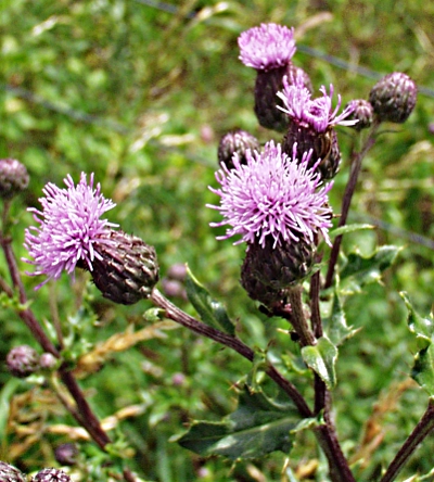 Cirsium arvense, creeping thistle, inflorescence