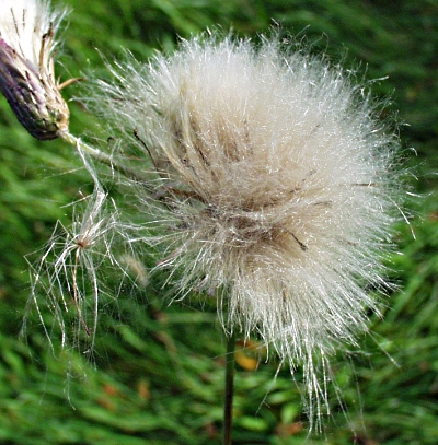 Cirsium arvense, creeping thistle, infructescence