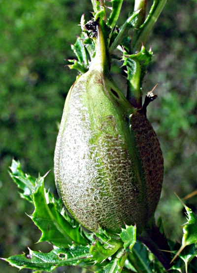 Cirsium arvense, creeping thistle, plant gall
