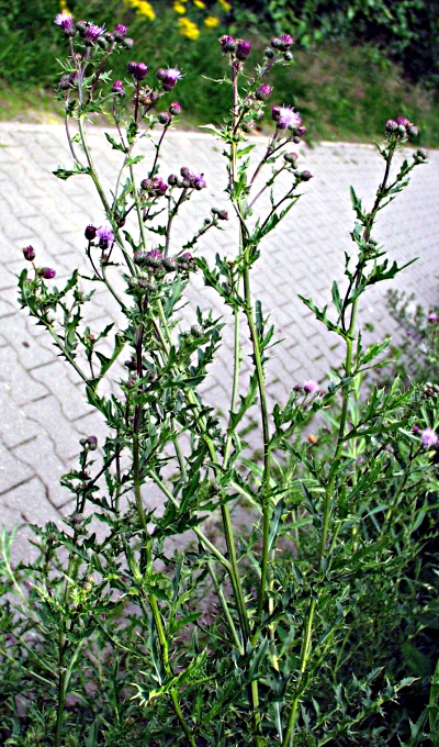 Cirsium arvense, creeping thistle, habit