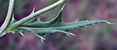 Cirsium arvense, creeping thistle, leaf
