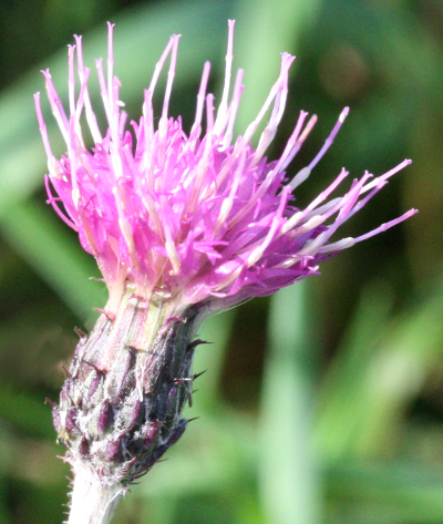 Cirsium palustre, marsh thistle, flower head