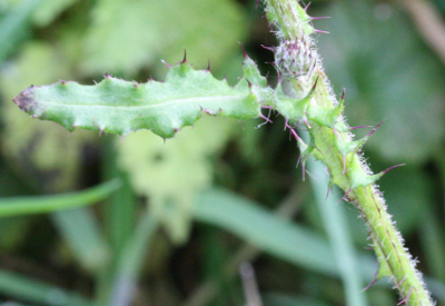 Cirsium palustre, marsh thistle, leaf and stem