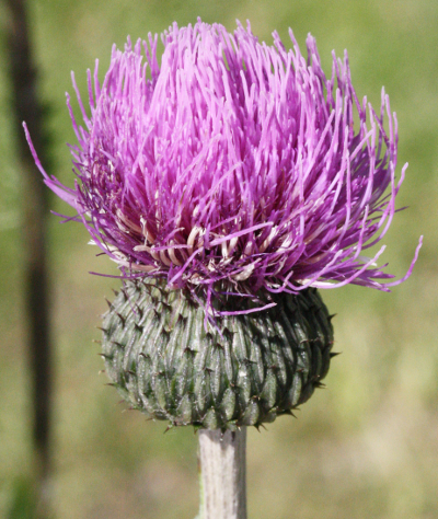 Cirsium rivulare, Bach-Kratzdistel