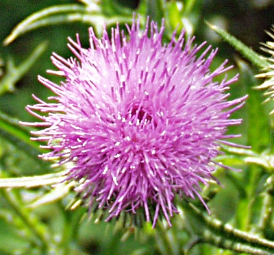 Cirsium vulgare, Gew�hnliche Kratzdistel, Bl�tenkorb