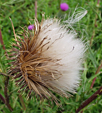 Cirsium vulgare, spear thistle, infructescence