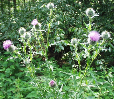Cirsium vulgare, spear thistle, habit