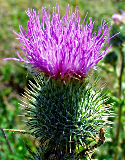 Cirsium vulgare, spear thistle, flower and involucre