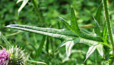 Cirsium vulgare, spear thistle, leaf