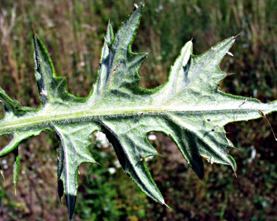 Cirsium vulgare, spear thistle, leaf underneath