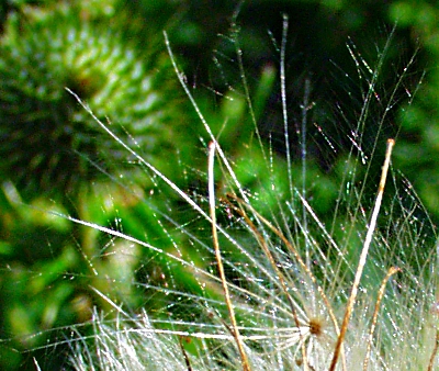 Cirsium vulgare, Gew�hnliche Kratzdistel, Pappus