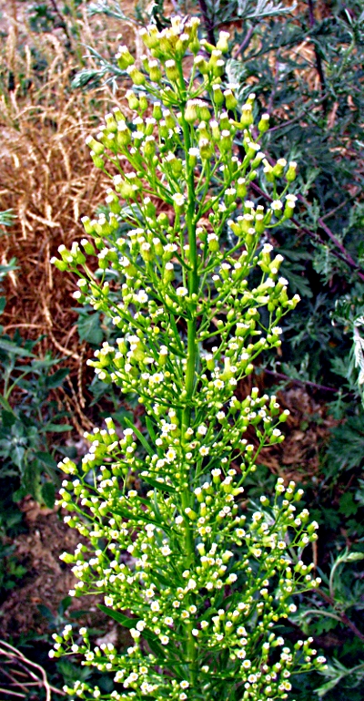 Conyza canadensis, Canadian horseweed