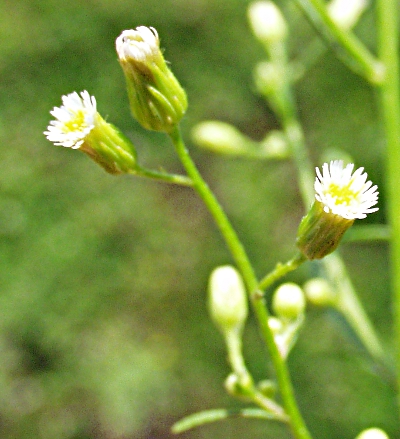 Conyza canadensis, Canadian horseweed, flowers