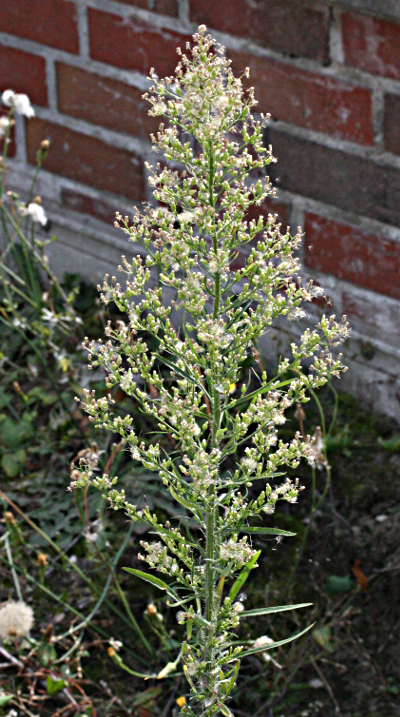 Conyza canadensis, Canadian horseweed, habit