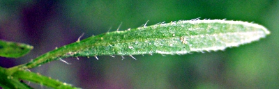 Conyza canadensis, Canadian horseweed, leaf
