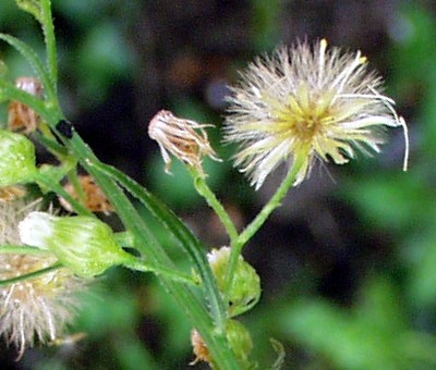 Conyza canadensis, Canadian horseweed, pappus