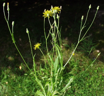 Crepis capillaris, smooth hawksbeard