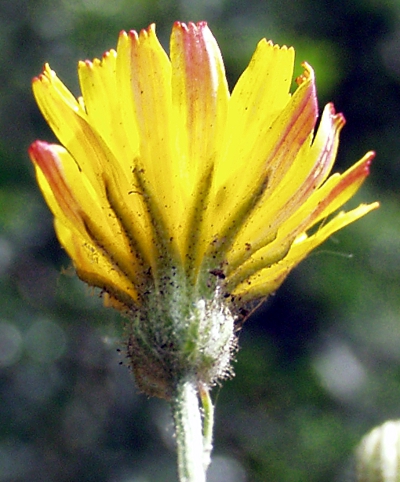 Crepis capillaris, smooth hawksbeard, involucre