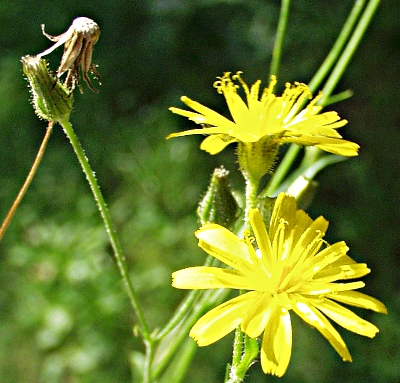 Crepis capillaris, smooth hawksbeard, flowers