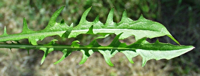 Crepis capillaris, smooth hawksbeard, basal leaves