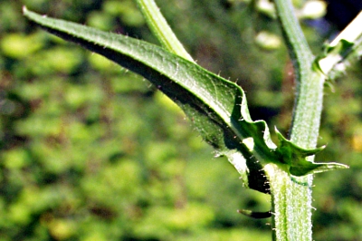 Crepis capillaris, smooth hawksbeard, stem leaf