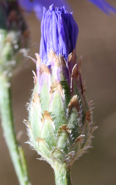 Cyanus segetum, Cornflower, bud