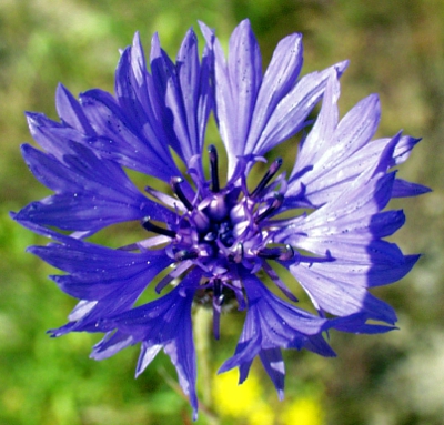 Cyanus segetum, cornflower, flower head