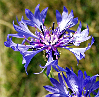 Cyanus segetum, Cornflower, flower head