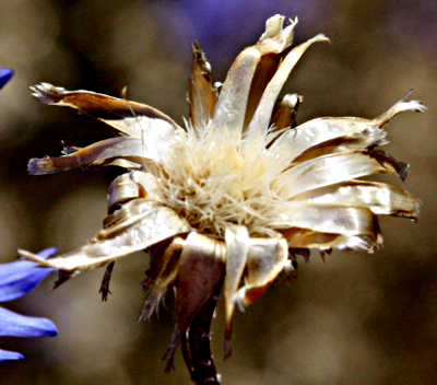 Cyanus segetum, cornflower, infructescence