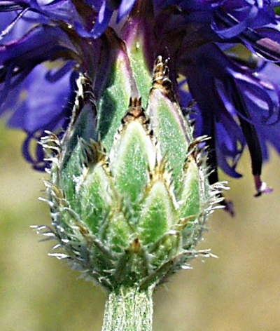 Cyanus segetum, cornflower, involucre