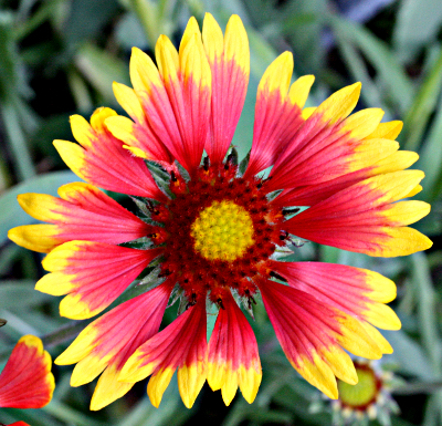 Gaillardia aristata, Pr�rie-Kokardenblume