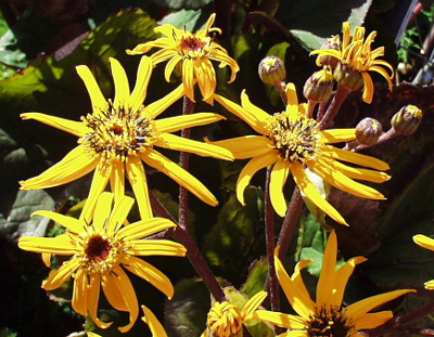 Ligularia dentata, Gez�hnter Goldkolben